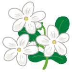 白いジャスミンの花